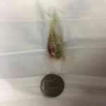 Cotton removed from an ear