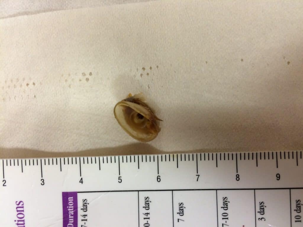 A small snail shell placed on a white surface with a measurement ruler below, illustrating the snail's size for educational purposes on safety and awareness in children's books.